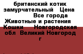 британский котик замурчательный › Цена ­ 12 000 - Все города Животные и растения » Кошки   . Новгородская обл.,Великий Новгород г.